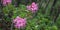 Rhododendron in natural  alpine environment