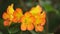 Rhododendron orange flowers stock footage