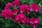 Rhododendron Pearces American Beauty. Shrub of azaleas in ruby color. Scarlet, red, azaleastrum. Alpine rose is bloom. Potted gard