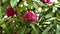 Rhododendron pink blooming flowers in the spring garden with green leaves