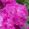 Rhododendron pink flowers pollination by bumblebee - Picture of flowers being pollinated in sunshine.