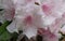 Rhododendron, pink inflorescence with pink stamen