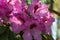 Rhododendron Pink-purple funnel-shaped flowers. Macro.2022