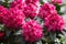 Rhododendron pink red flowers