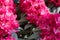 Rhododendron pink red flowers background