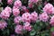 Rhododendron Plants in bloom in a public Park in Hamburg. Germany