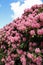 Rhododendron Plants in bloom in a public Park in Hamburg. Germany