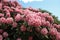 Rhododendron Plants in bloom in a public Park in Hamburg. Germany