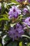 Rhododendron ponticum Blue Peter beautiful flowering plant shrub, puple blue lilac violet ornamental flowers in bloom