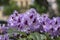 Rhododendron ponticum Blue Peter beautiful flowering plant shrub, puple blue lilac violet ornamental flowers in bloom