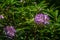 Rhododendron ponticum, an evergreen shrub with fresh purple blossom, grows in the shadows of the trees.