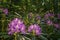 Rhododendron ponticum, an evergreen shrub with fresh purple blossom, grows in the shadows of the trees.