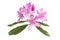 Rhododendron Ponticum flower