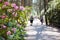 Rhododendron public park in forest in Helsinki