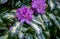 Rhododendron, purple inflorescence on variegated leaves