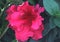 Rhododendron `Red Bird`, Red Bird Azalea