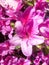 Rhododendron reticulatum, pink flowers