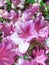 Rhododendron reticulatum, pink flowers