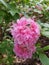 Rhododendron rododendron pink branch bloom blossom spring