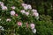 Rhododendron Rosebay blossoms