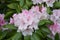 Rhododendron Rosebay blossoms