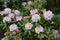 Rhododendron Rosebay blossoms