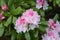 Rhododendron Rosebay blossoms