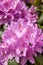 Rhododendron - Roseum Elegans