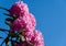 Rhododendron `Roseum Elegans` hybrid of catawbiense with pink-lilac flowers blooms in  Public Landscape City Park