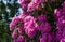 Rhododendron `Roseum Elegans` hybrid of catawbiense with pink-lilac flowers blooms in  Public Landscape City Park