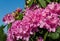 Rhododendron `Roseum Elegans` hybrid of catawbiense with pink-lilac flowers blooms in  Public Landscape City Park `Krasnodar`