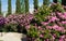 Rhododendron `Roseum Elegans` hybrid catawbiense pink purple flowers blossom in Public landscape city park