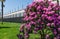 Rhododendron `Roseum Elegans` hybrid catawbiense pink purple flowers blossom in Public landscape city park `Krasnodar`