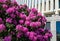 Rhododendron `Roseum Elegans` hybrid catawbiense pink purple flowers blossom in Public landscape city park `Krasnodar`