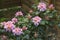 Rhododendron Scintillation, blooming in the late spring