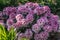 Rhododendron shrub overwhelmed with pink flowers