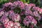 Rhododendron shrub overwhelmed with pink and red flowers