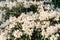 Rhododendron shrub overwhelmed with white flowers