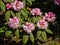 Rhododendron shrub with pink flowers, selelctive focus