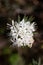 Rhododendron tomentosum flowers on swamp in summertime