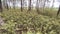 Rhododendron tomentosum growing in swamp species of heather family in park by scenic path