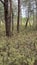 Rhododendron tomentosum growing in swamp species of heather family in park by scenic path