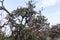 Rhododendron tree and flowers