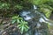 Rhododendron & Waterfalls, Greenbrier, Great Smoky Mountains NP