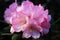 The Rhododendron Yakushimanum likes lime-free, acidic, light soil