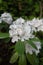 Rhododendron Yakushimanum Nakai Flowers