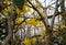 Rhododendron yellow. Botanical Garden. beautiful green plants. bright yellow flower.