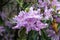 Rhododendron yunnanensis Pink Flowered