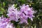 Rhododendron yunnanensis Pink Flowered