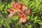 Rhododendrons and azaleas in the garden